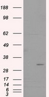 FAHD2A Antibody