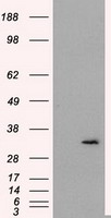 FAHD2A Antibody