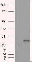 FAHD2A Antibody