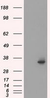 Serine racemase Antibody