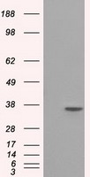 SRR Antibody