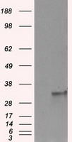 FAHD2A Antibody