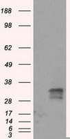 FAHD2A Antibody