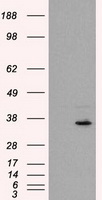 FAHD2A Antibody