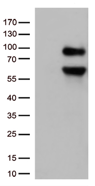 CD36 Antibody