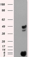 PSMC3 Antibody