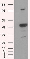 PSMC3 Antibody