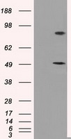 PSMC3 Antibody