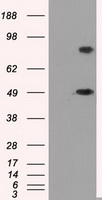 PSMC3 Antibody