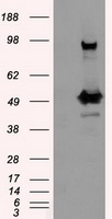 PSMC3 Antibody