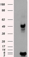 PSMC3 Antibody