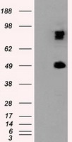 PSMC3 Antibody