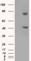 PSMC3 Antibody