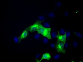 ERMAP Antibody
