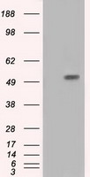 HIPPI Antibody