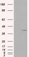 Pleckstrin Antibody