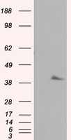 Pleckstrin Antibody