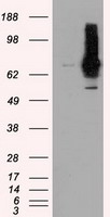 RALBP1 Antibody