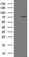 PDE10A Antibody