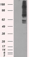 PASK Antibody
