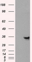 ANXA10 Antibody
