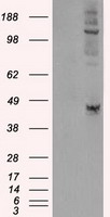 LOX Antibody