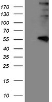 LOX Antibody