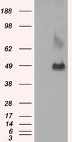 LOX Antibody