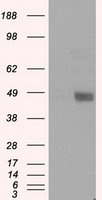 LOX Antibody