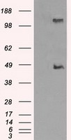 LOX Antibody