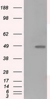 LOX Antibody