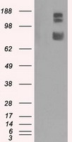 GRASP1 Antibody