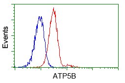 ATP5F1B Antibody