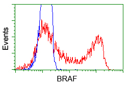 B Raf Antibody