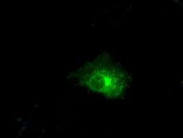 CLDN5 Antibody