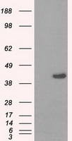 PPME1 Antibody