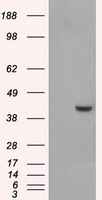 PPME1 Antibody