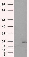 Prolactin Antibody