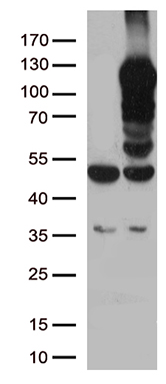 MAN1 Antibody