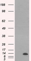 ID3 Antibody
