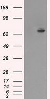 TTLL12 Antibody