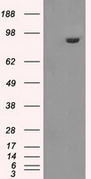 GBE1 Antibody
