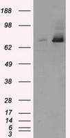 TTLL12 Antibody
