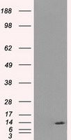 ID3 Antibody