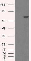 TTLL12 Antibody
