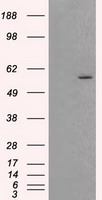 AKT2 Antibody