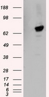 TTLL12 Antibody