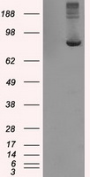 TTLL12 Antibody