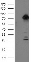 TTLL12 Antibody