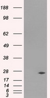 DCXR Antibody